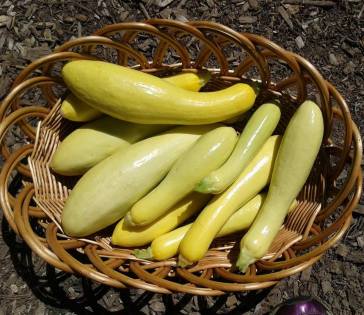 summer squash